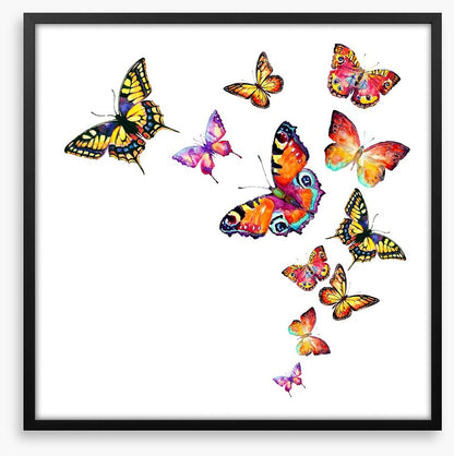 Butterflies