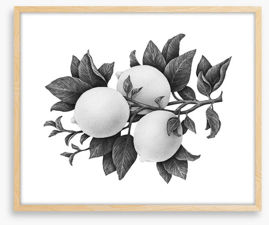 Three lemons mono