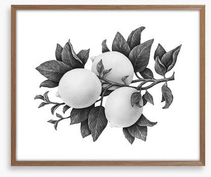 Three lemons mono