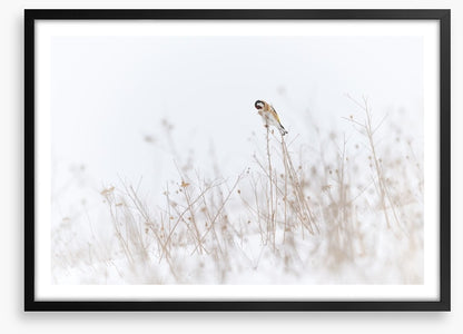 Chilly goldfinch
