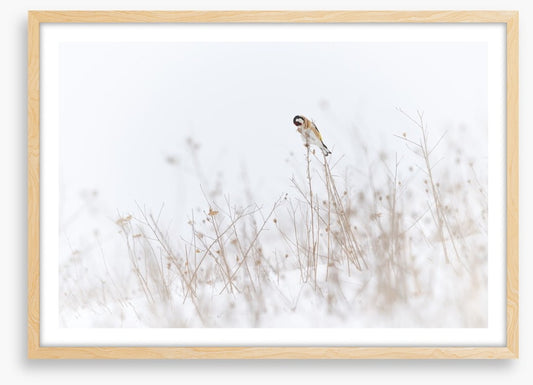 Chilly goldfinch