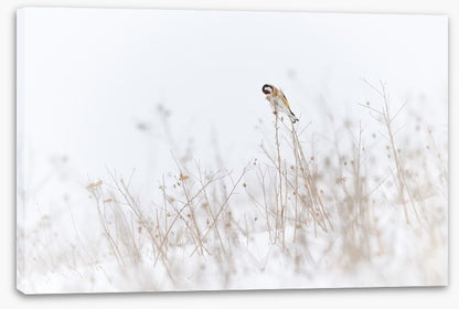 Chilly goldfinch