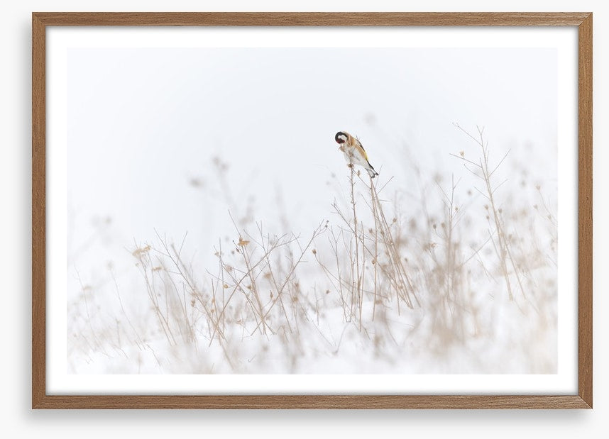 Chilly goldfinch