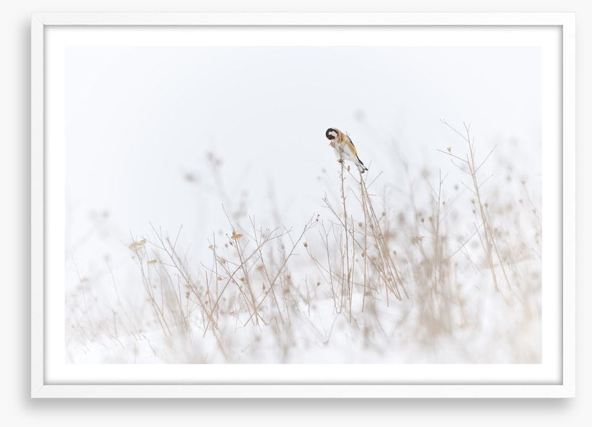 Chilly goldfinch