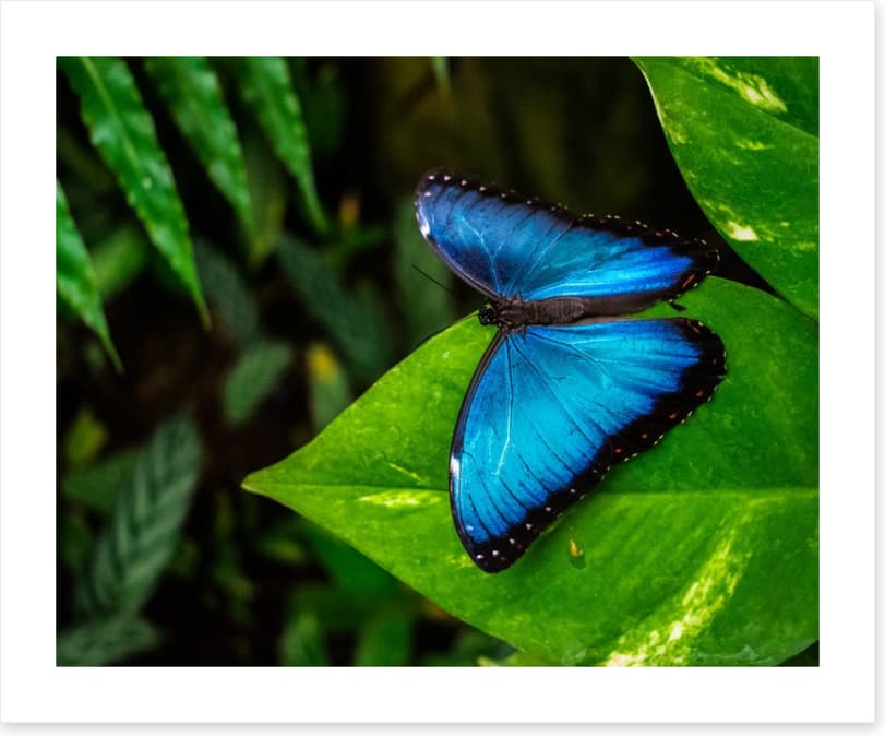 Majestic blue morpho