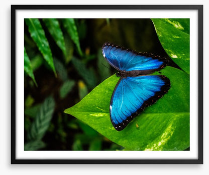 Majestic blue morpho
