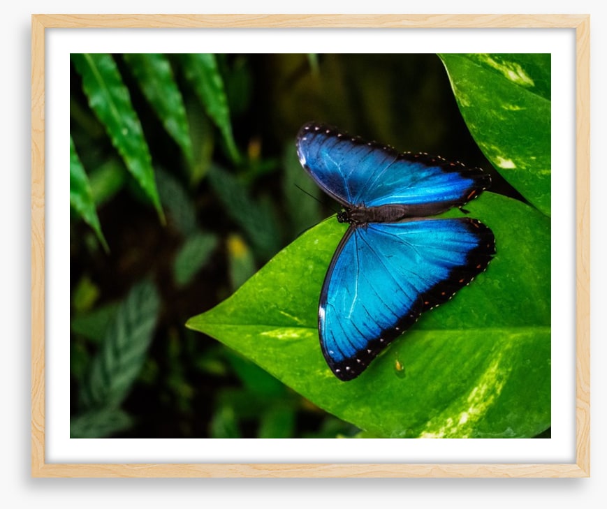 Majestic blue morpho