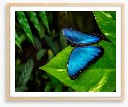 Majestic blue morpho