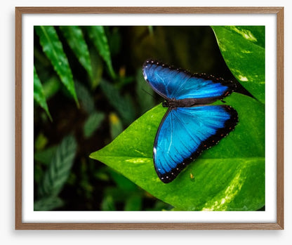 Majestic blue morpho