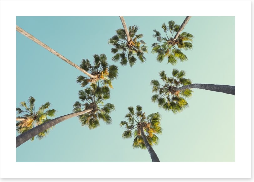 Trees