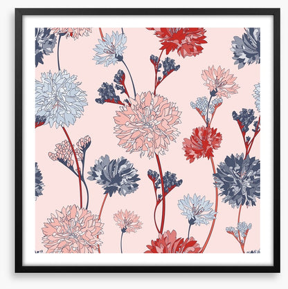 Chrysanthemum blush