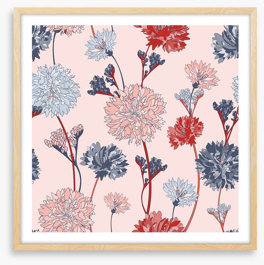 Chrysanthemum blush
