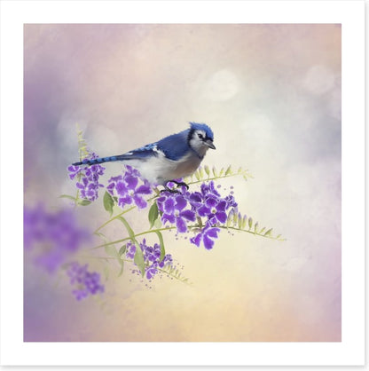 Budding blue jay