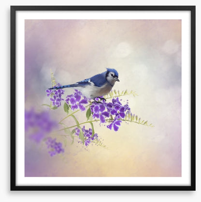 Budding blue jay