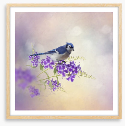 Budding blue jay