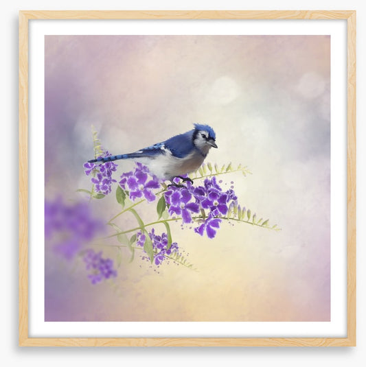 Budding blue jay