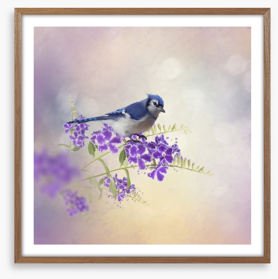 Budding blue jay
