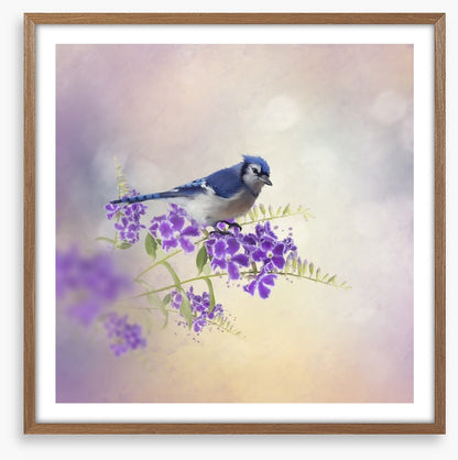 Budding blue jay