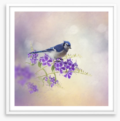 Budding blue jay