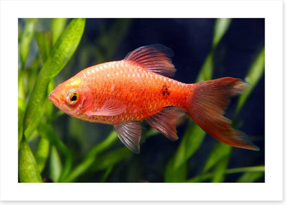 Fish / Aquatic