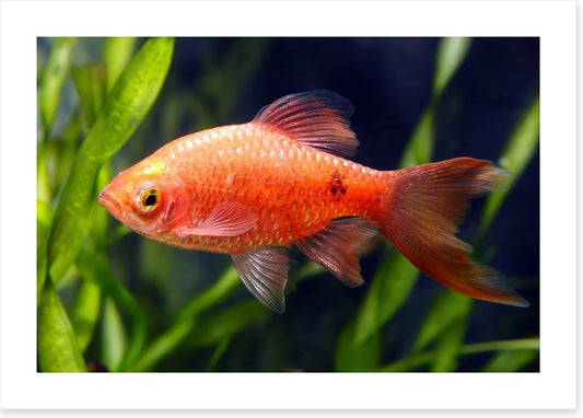 Fish / Aquatic