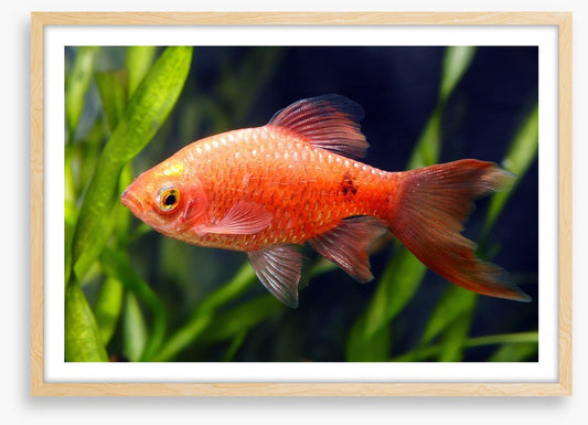 Fish / Aquatic