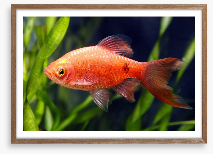 Fish / Aquatic
