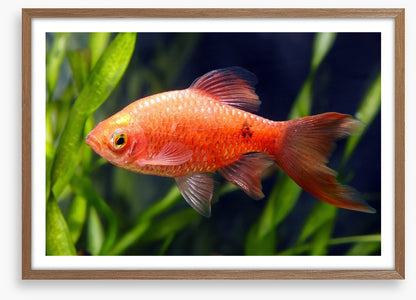 Fish / Aquatic