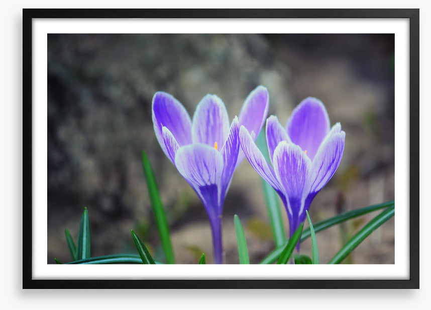 Crocus couple