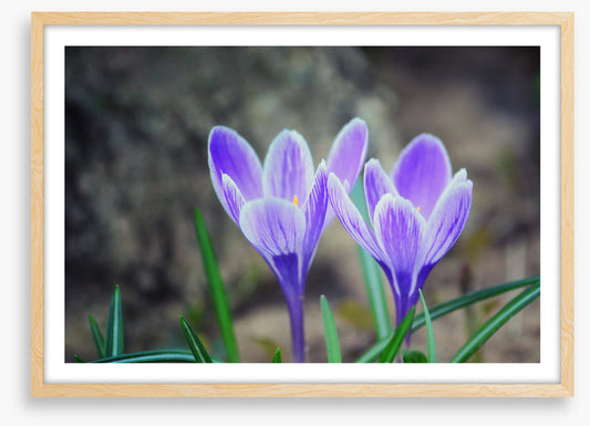 Crocus couple