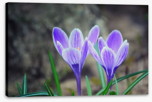 Crocus couple