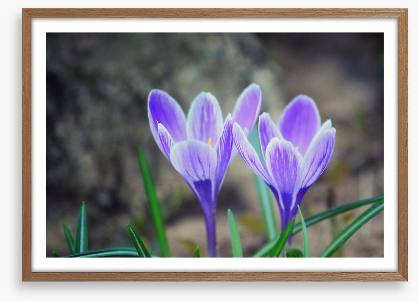Crocus couple