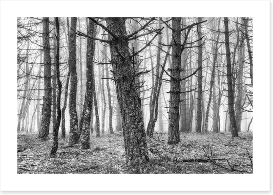 The creepy trees