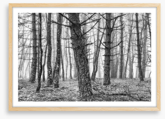 The creepy trees