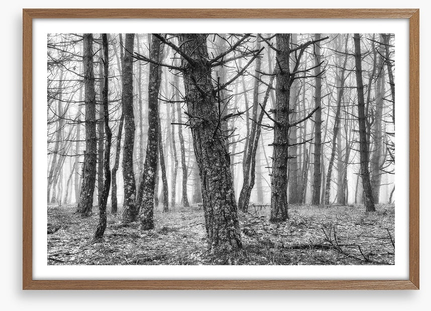 The creepy trees