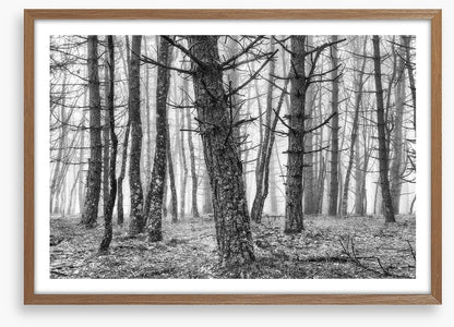The creepy trees