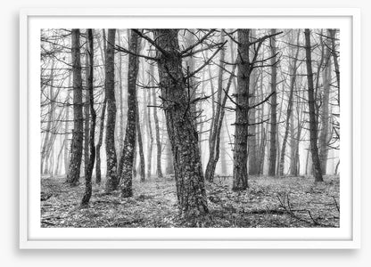 The creepy trees