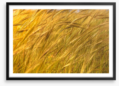 Agriculture