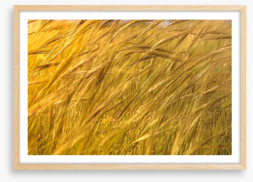 Agriculture