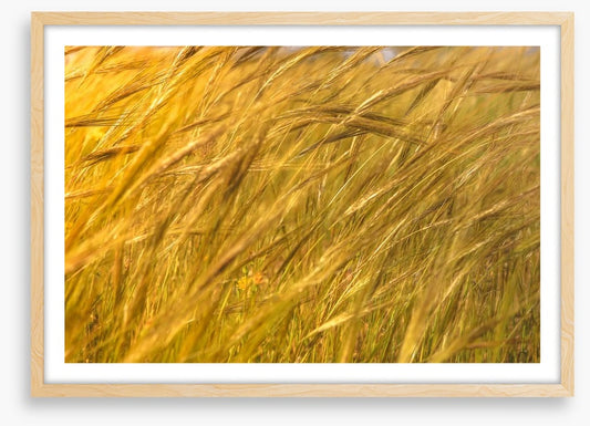 Agriculture