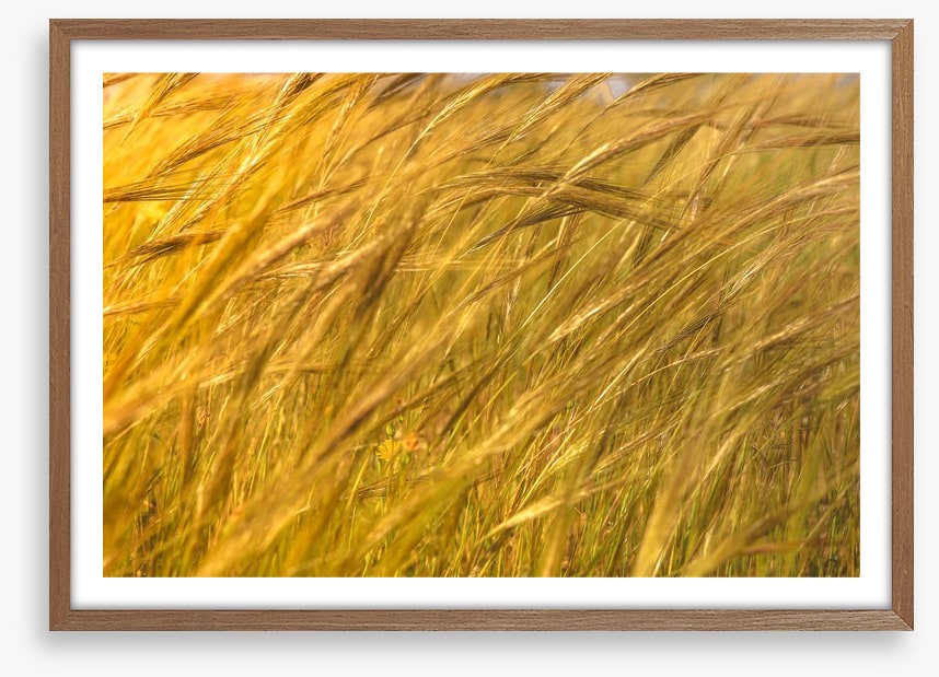 Agriculture