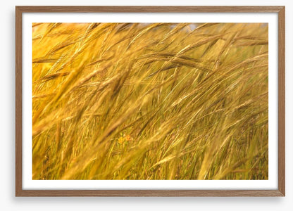 Agriculture