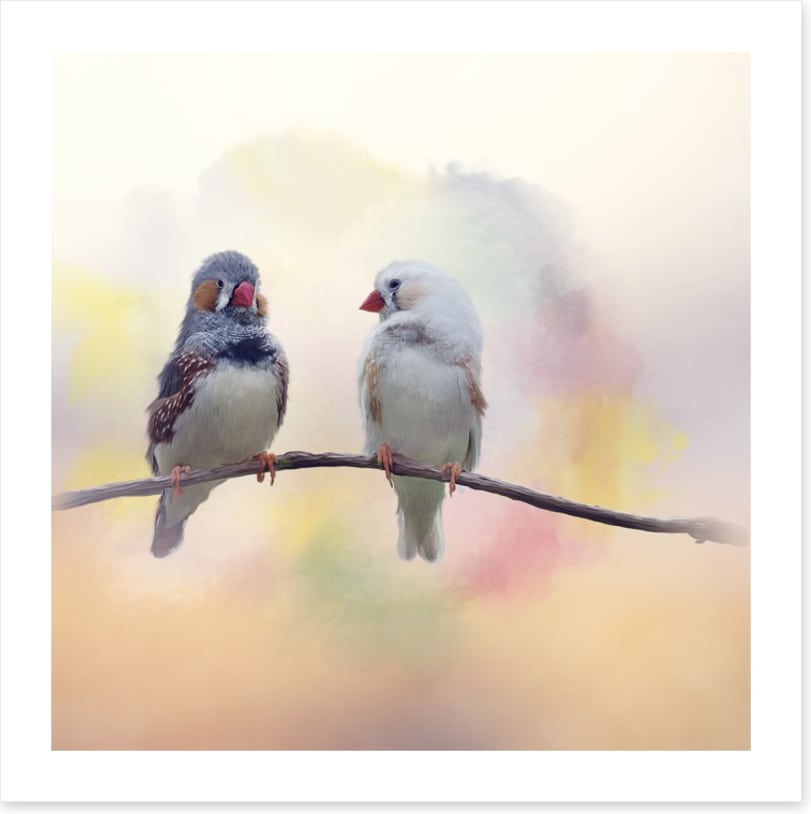 Forever finches
