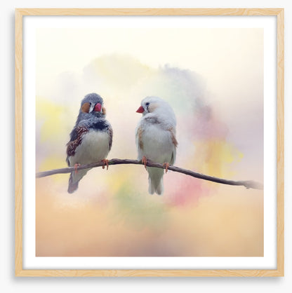Forever finches
