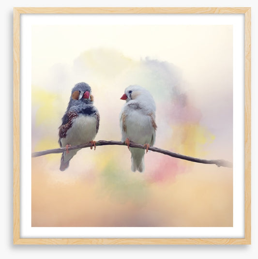Forever finches