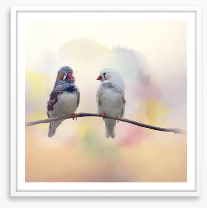 Forever finches
