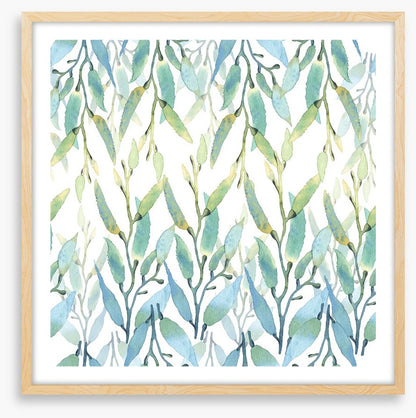 Seaweed sunlight