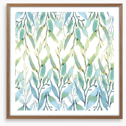 Seaweed sunlight
