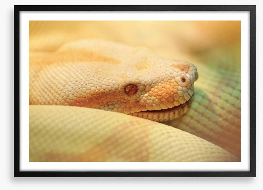 Reptiles / Amphibian