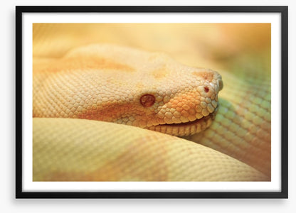 Reptiles / Amphibian